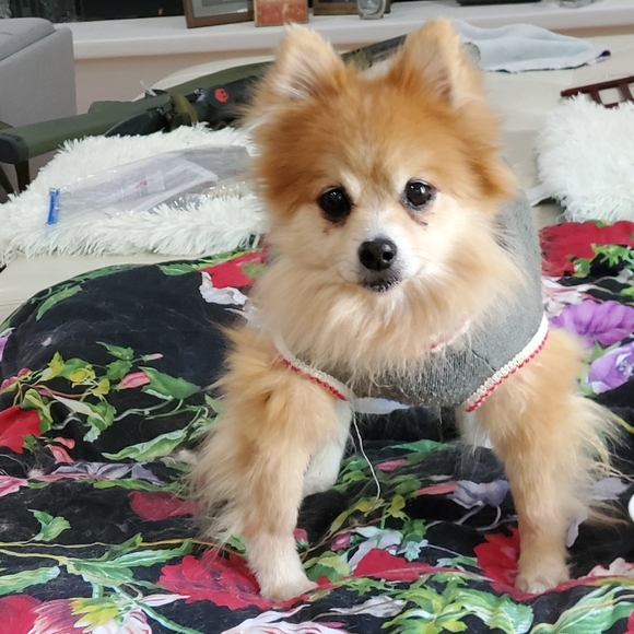 Loki LittleBear 2006-2020 (RSVP delayed shipments) - Picture 7 of 14